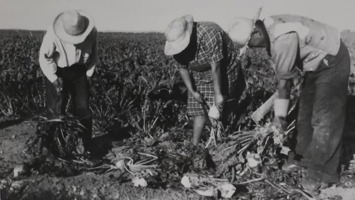 Photo d'archives sur laquelle trois personnes travaillent dans un champ.