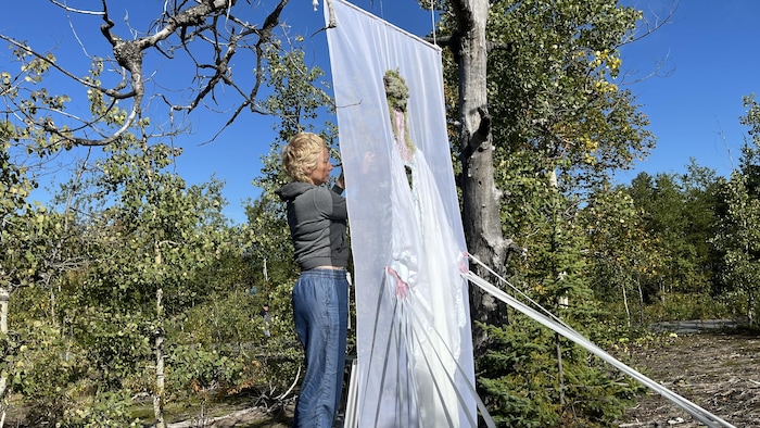 Karine Berthiaume travaille sur son installation, un voilage accroché à un arbre mort.