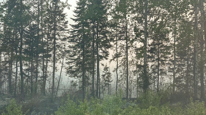 Des arbres dans la fumée. 