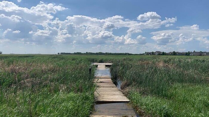 Une zone humide traversée par un pont en bois.