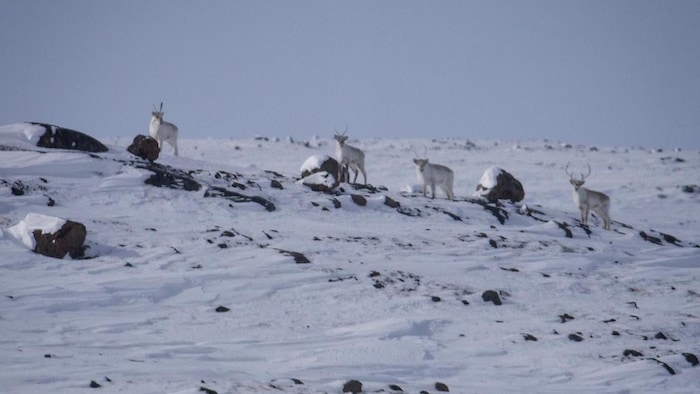 Des caribous, au nord d'Iqaluit, au Nunavut, le 23 mars 2021.