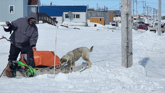 Un homme installe de l'équipement sur un traîneau de bois dans la neige pendant qu'un chien renifle à terre.