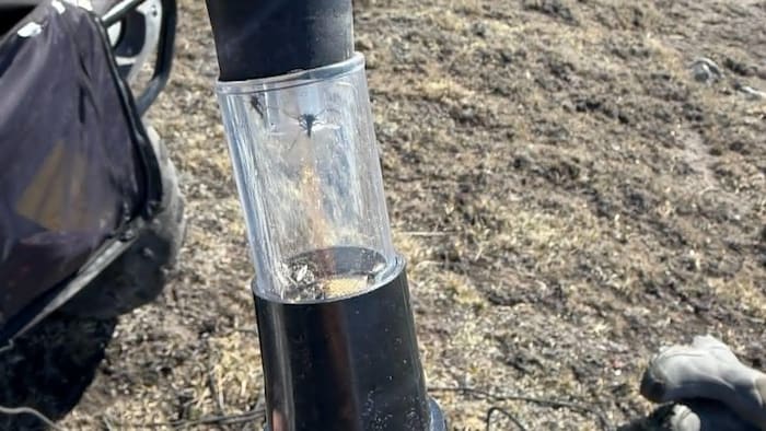 Des insectes dans un tube de verre.