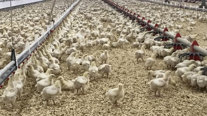 Des petits poulets dans un poulailler.