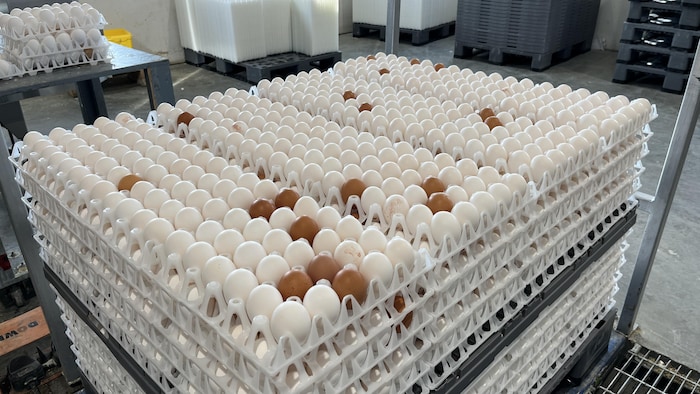 Des œufs prêts à être nettoyés dans un entrepôt.