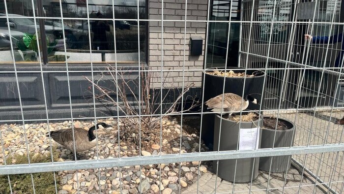 Une oie se trouve dans une clôture installée devant le restaurant Earl’s, à Regina.