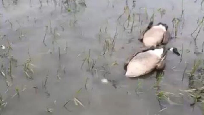 Des oiseaux morts flottent sur l'eau.