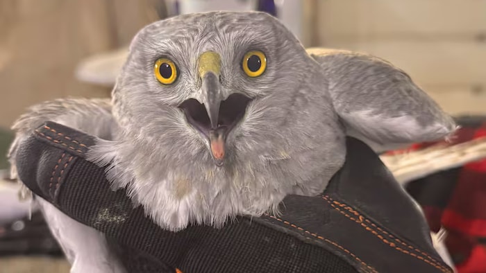 Une main en gants tient un oiseau.