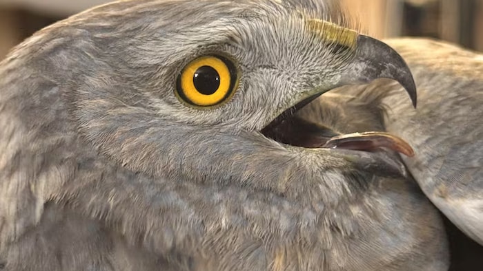 Un oiseau ouvre sa bouche.