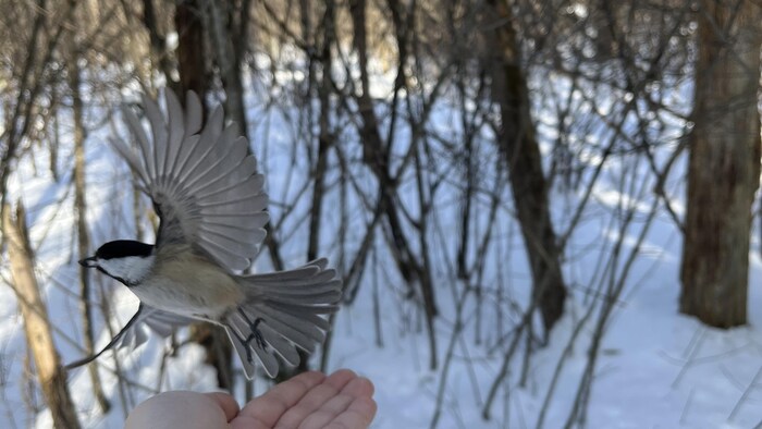 Vous voulez nourrir les oiseaux en hiver ? On vous explique