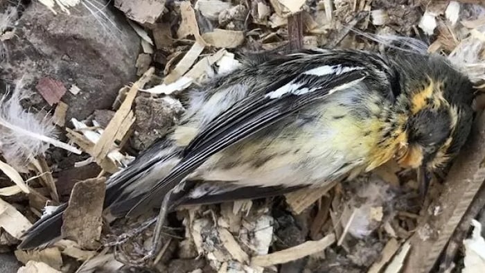 Un oiseau mort.