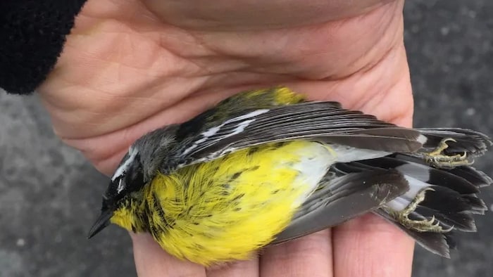 Un oiseau jaune, mort dans une main.