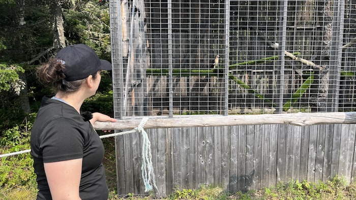Une femme regarde en direction d'une crécerelle dans une grande cage. 