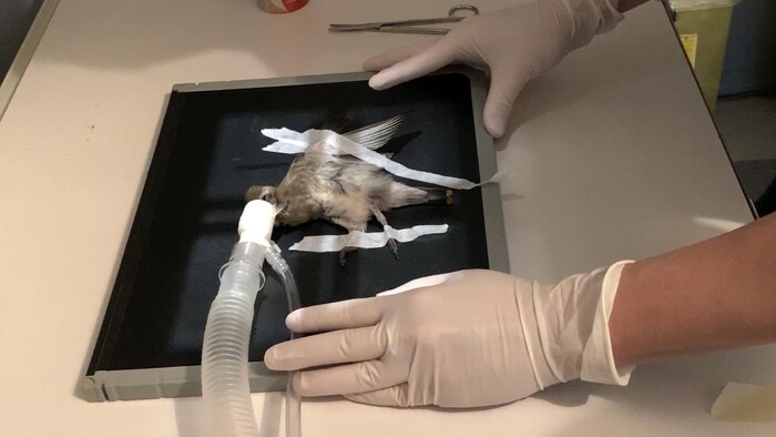 Un oiseau sur une table de radiologie. 