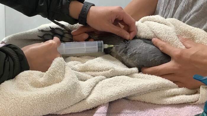 Un oiseau est maintenu pendant qu'un médicament lui est injecté avec une seringue. 