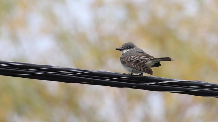 Un Tyran gris, petit oiseau gris foncé, se tient sur un fil électrique.
