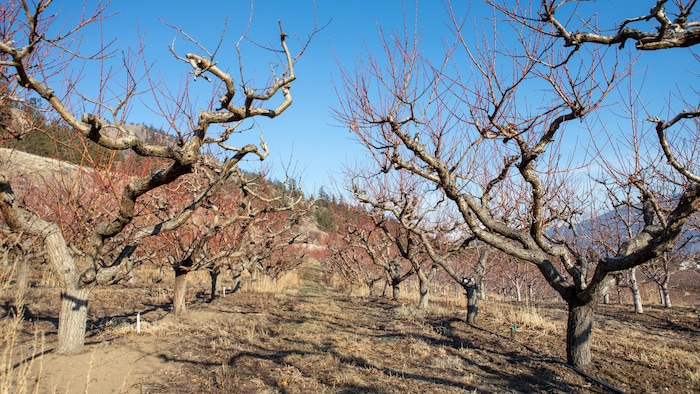 Des arbres fruitiers dans un verger en hiver, en Okanagan, en Colombie-Britannique.