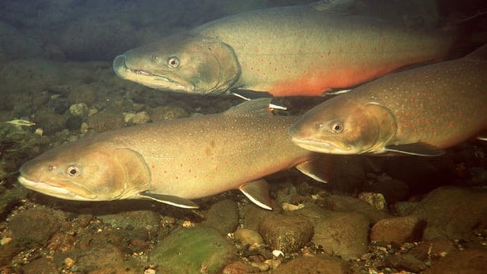 Trois ombles à tête plate se déplacent au fond de l'eau d'une rivière.