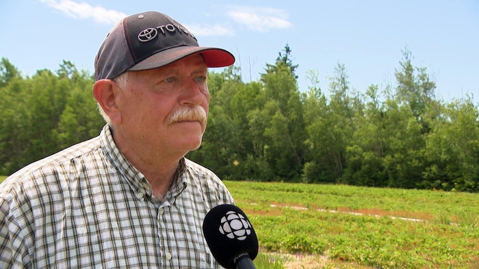 Un homme interviewé dans un champ de fraises cultivées.