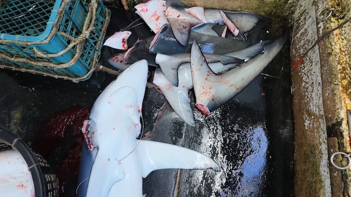 Des ailerons aux côtés d'un requin mort.