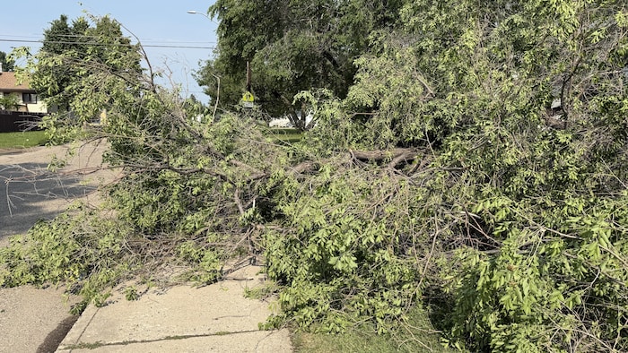 Des arbres au sol après le passage d'un violent orage à Saskatoon.