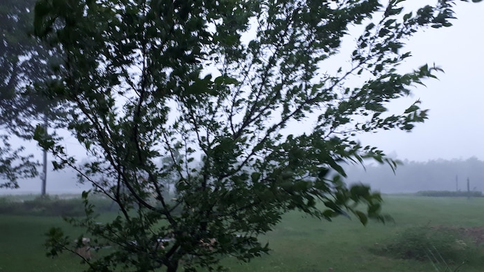 Le vent souffle fort dans un arbre. 