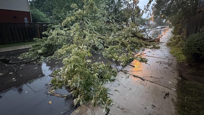 Un large arbre affalé sur une rue.