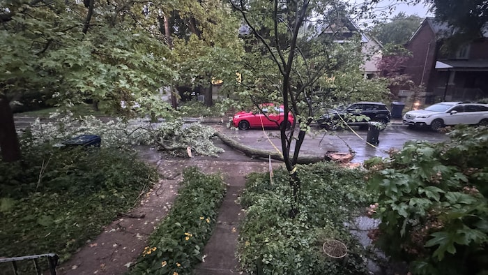 Un arbre avec des branches cassées effondrées sur la rue. Des rubans jaunes l’entourent.