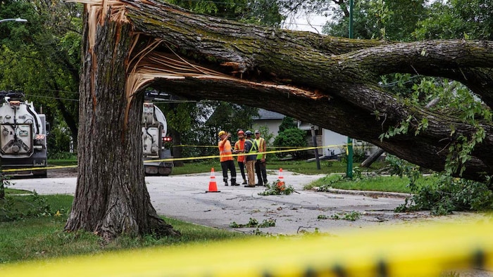 Des ouvriers s'affairent près d'un arbre tombé à Winnipeg, dimanche matin