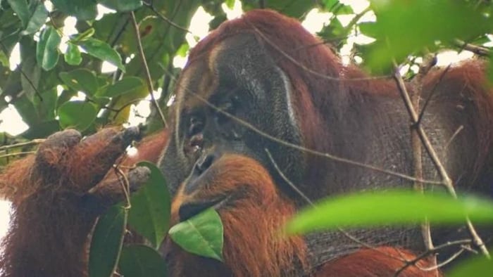 Un orang se nourrissant de feuilles de Fibraurea tinctoria