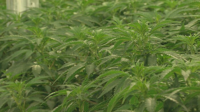 Des plants de cannabis