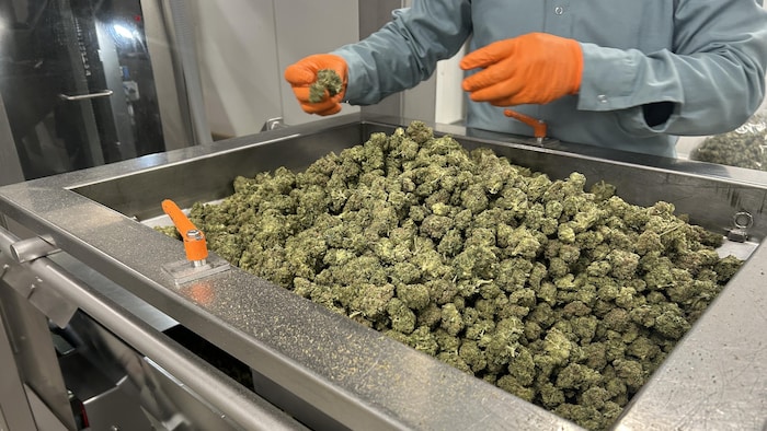 Un employé près d'une machine remplie de bourgeons de cannabis.