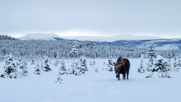 Un orignal dans un paysage enneigé.
