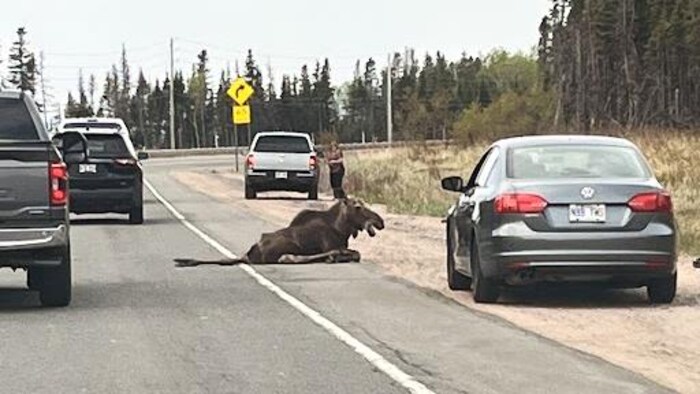 Un orignal est blessé sur le bord de la route. 