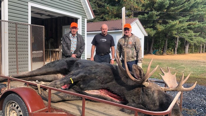 2020 ann e record pour la chasse l orignal au Nouveau Brunswick