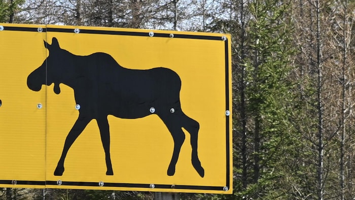 Un panneau signalant la présence d'orignaux sur une route.