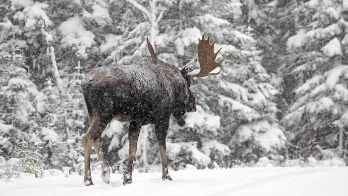 Un orignal marche dans la neige.