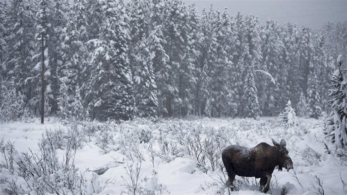 Un orignal au Yukon l'hiver