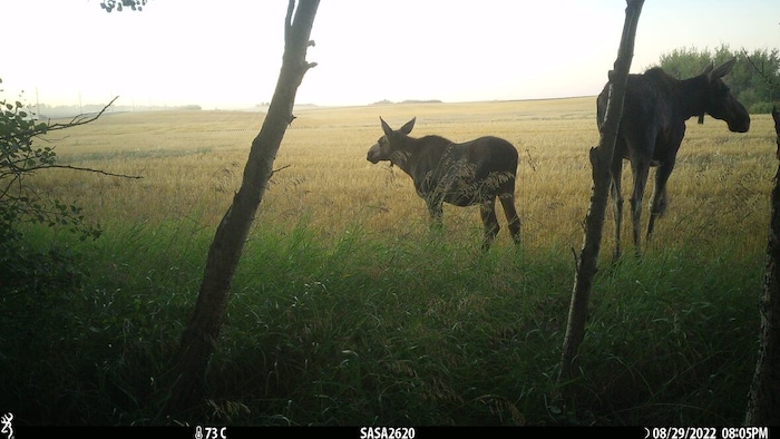 Deux orignaux photographiés par une caméra installée par des chercheurs près de Saskatoon.