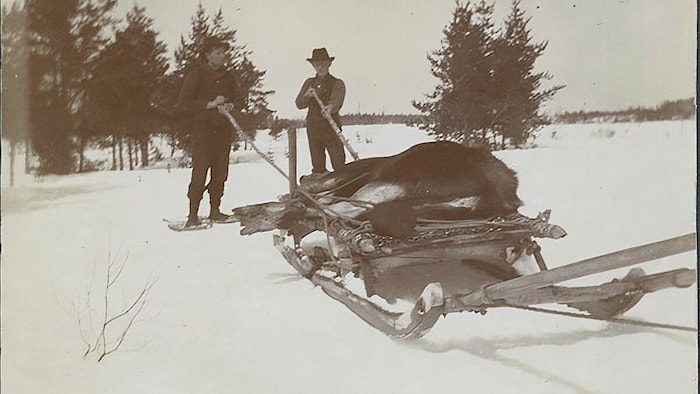 Un orignal ligoté sur un traîneau en hiver. 