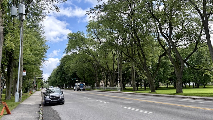 Des arbres de haute tard longent un boulevard.