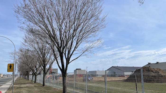 Une rangée d'arbres sans feuilles le long d'un terrain où des travaux de construction sont en cours