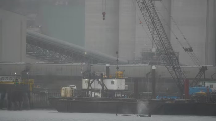Deux épaulards nagent aux côtés d'immenses navires dans le port de Vancouver.