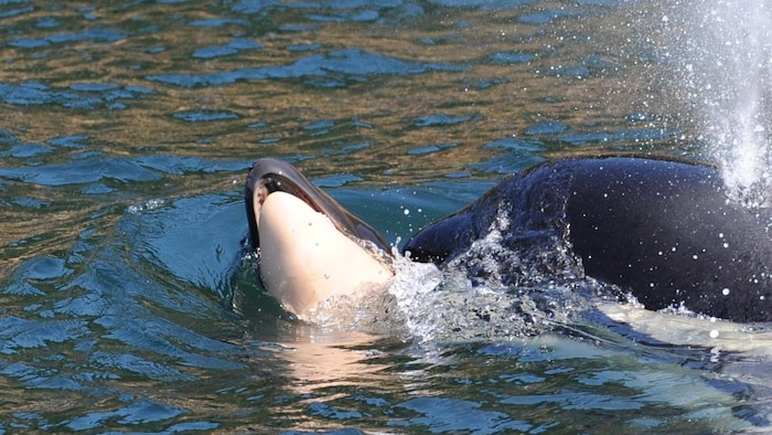 Une orque qui transporte la carcasse de son petit sur son nez.