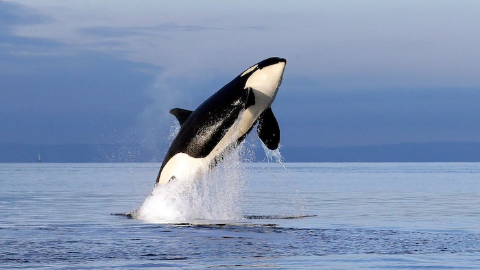 Une orque se lance au-dessus de la surface de l'eau dans la baie Puget à l'ouest de Seattle.