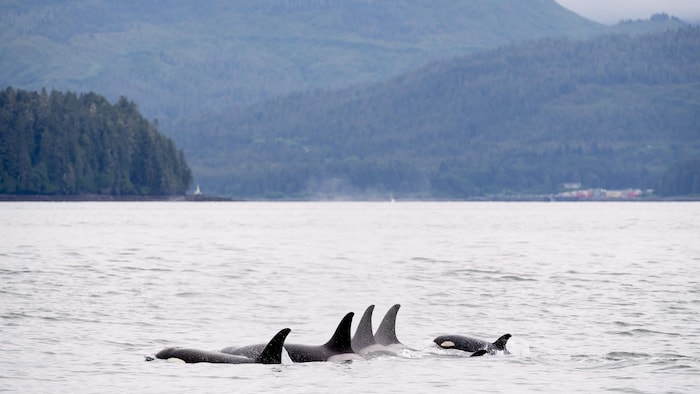 BC省沿海，4 头成年虎鲸正带着 1 头小虎鲸在畅游。