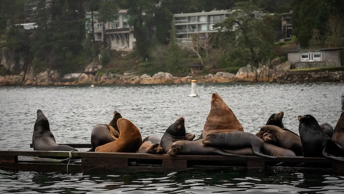 Des otaries se prélassent sur un quai situé près de résidences.