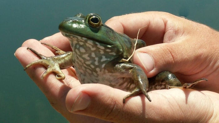 Une grenouille dans des mains.