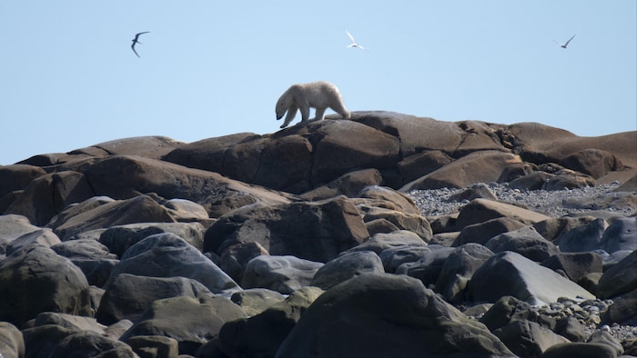L'ours polaire a un statut considéré comme « préoccupant » par le gouvernement canadien.
