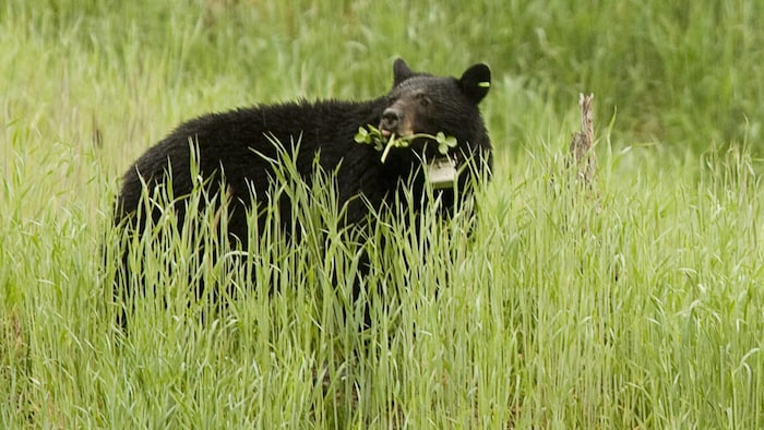 Un ours noir portant un collier émetteur mange de l'herbe à Whistler en Colombie-Britannique en mai 2009.